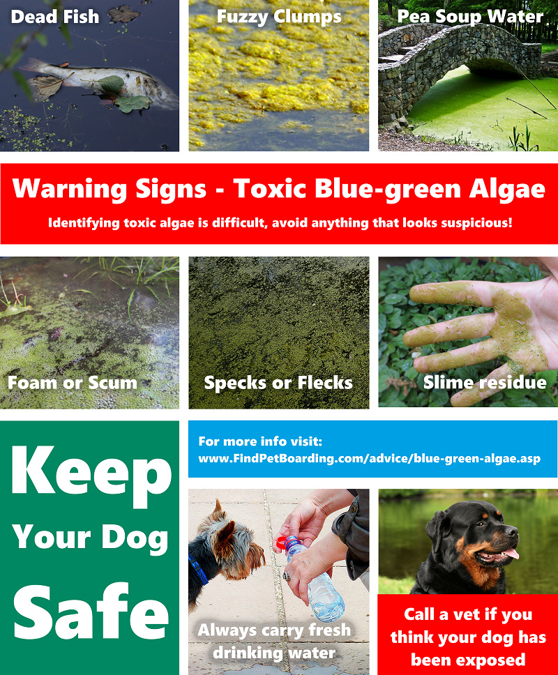 Keep your dog safe by learning to spot toxic blue-green algae