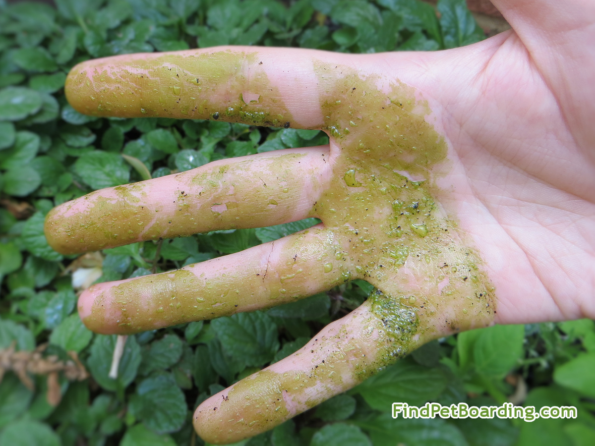 Blue-green algae can leave a slimey residue