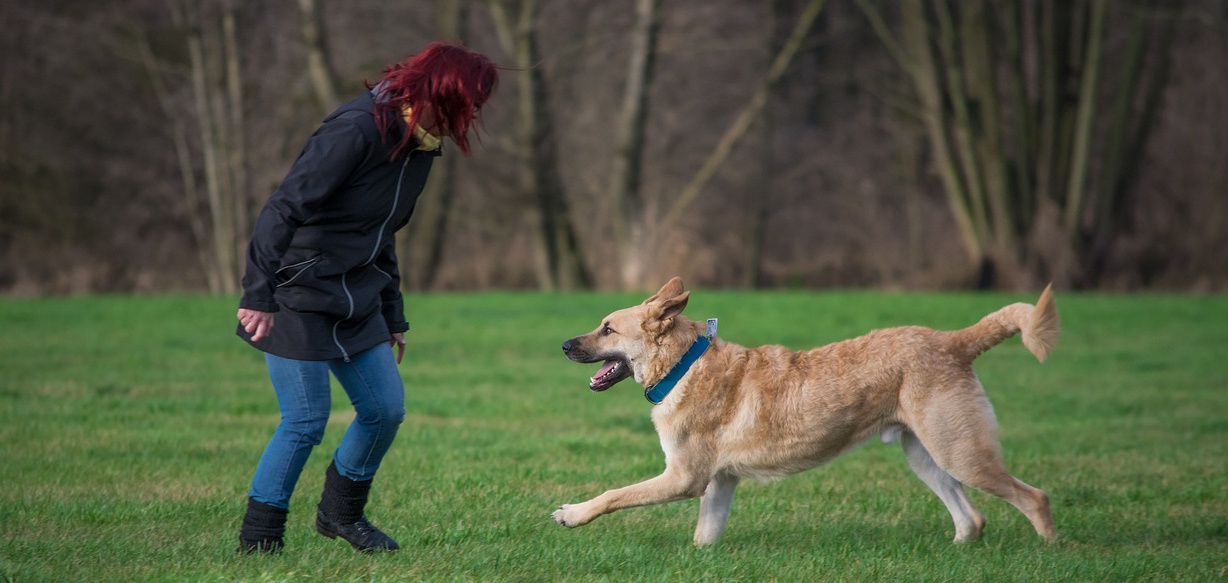 How to pick the best boarder for your dog