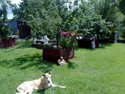 West Sussex County Council Dog Day Care West Sussex County Council Dog Day Care