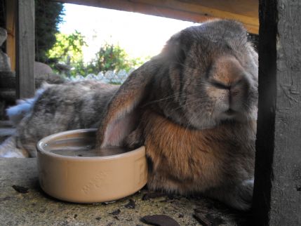 do runt puppies stay small hoppy holidays rabbit boarding in alcester warwickshire do runt puppies stay small hoppy holidays rabbit boarding in alcester warwickshire