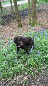Small Dog Boarding Kennels Stockport Small Dog Boarding Kennels Stockport