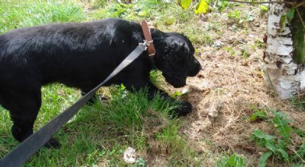Dog Boarding Kennels Bridgend Dog Boarding Kennels Bridgend