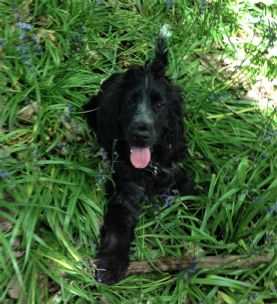 Home Dog Boarding Chichester Home Dog Boarding Chichester
