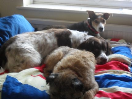 Home From Home Dog Boarding Aberdeenshire Home From Home Dog Boarding Aberdeenshire