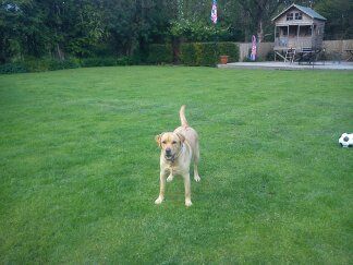 Dog Boarding Kennels Berkshire Dog Boarding Kennels Berkshire