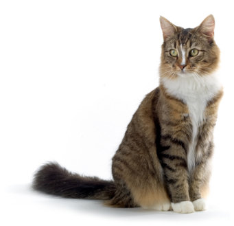 choosing the best boarding cattery