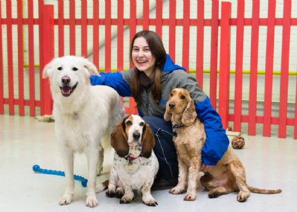 Doggy shop daycare solent