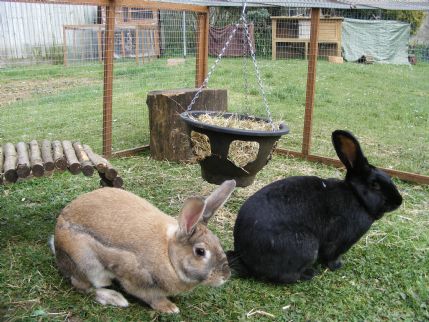 Creature Comforts Premium Pet Boarding All Hutches With Attached