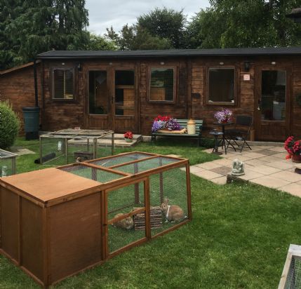 guinea pig hotel