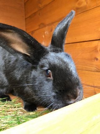 OpsyFlopsy Lodge - Small Pet Boarding in Maidstone, Kent