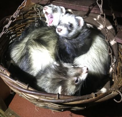 Ferret daycare near sales me