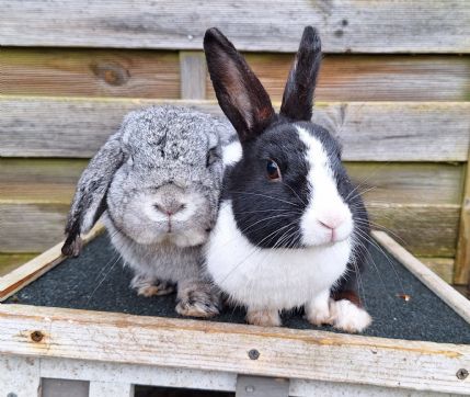 Fat Fluffs Rabbit Boarding Rabbit Boarding in Solihull West Midlands