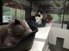 Banstead boarding Cattery