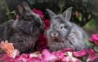 Binky Bunny Boarding & Grooming