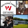 Waltons Farm Cat Hotel 
