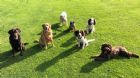 NORFOLK HOME DOG BOARDING