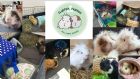 Fluffies & Friends - small animal boarding