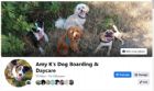 Amy K's Dog Boarding & Daycare