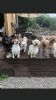 Muddy Paws Doggy Daycare 
