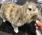 Maya's Small Pet Boarding