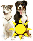 Mid Wales Dog Day Care