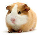 Dumfries and Gallway Guinea Pig Boarding