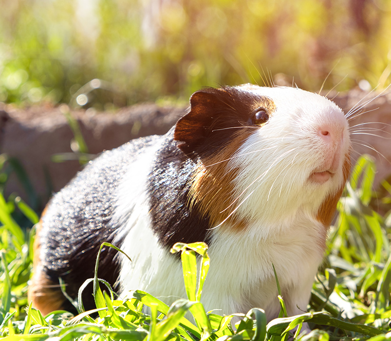 Guinea pig daycare near me new arrivals