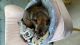 Honeypot Small & Friendly Pet Care