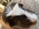 Furry Friends