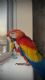 Hafsa